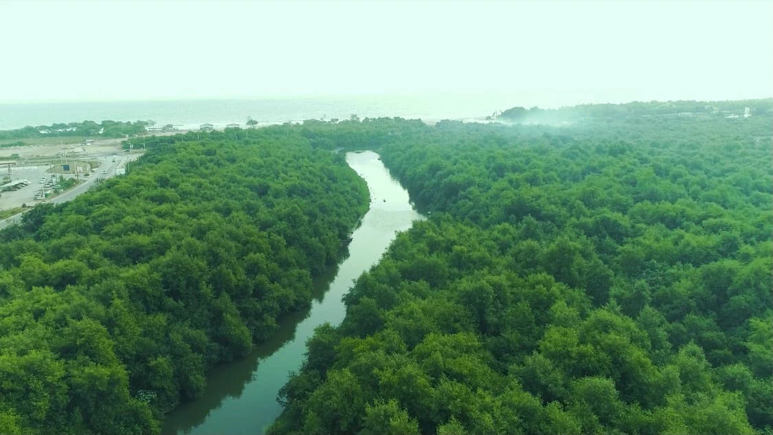 Aerial over a creek cutting through dense mangrove towards the coast